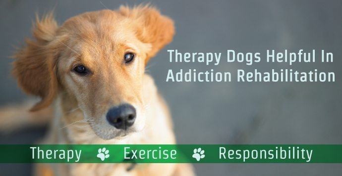 Therapy Dogs Helpful In Addiction Rehabilitation
